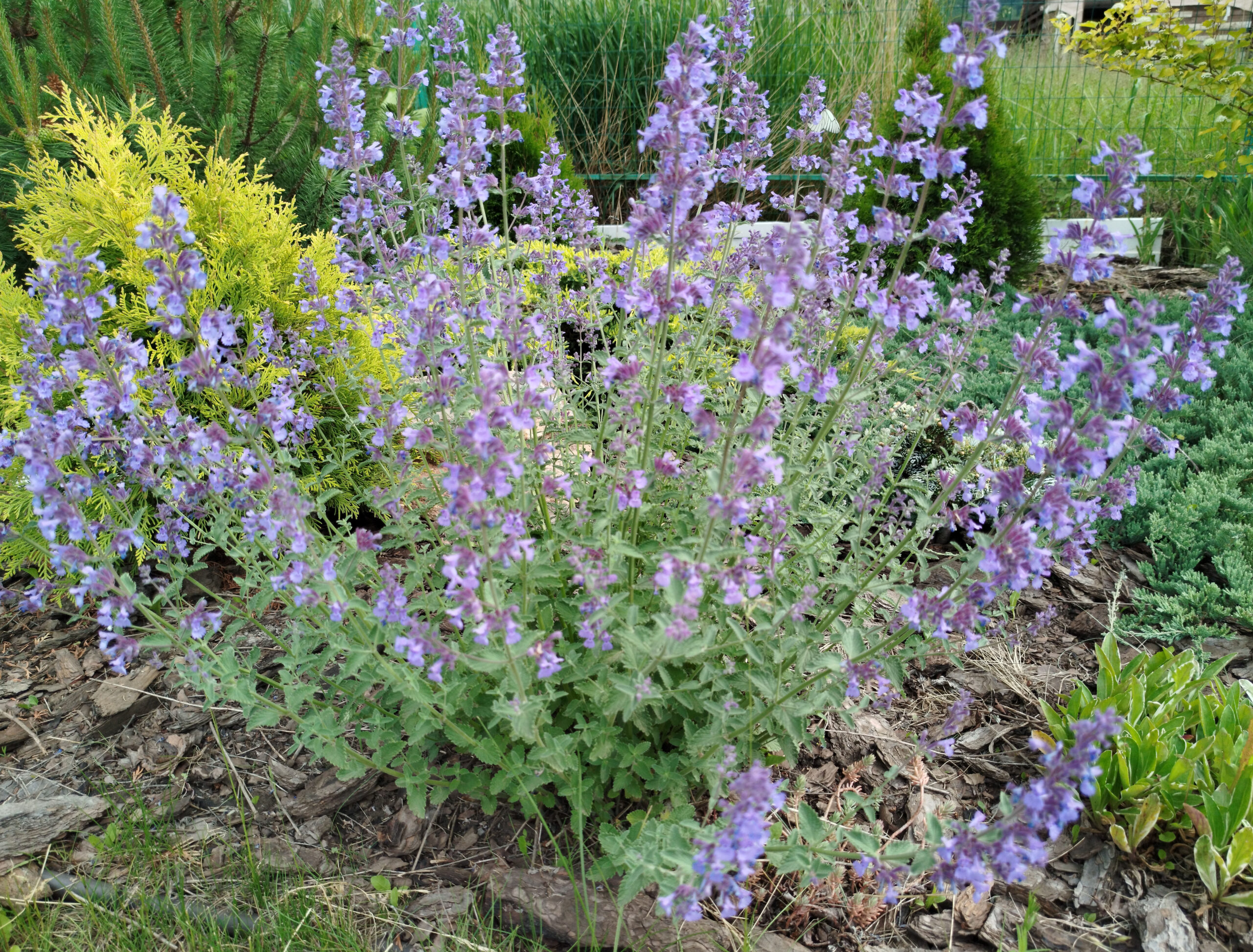 Котовник фассена Walker's Low