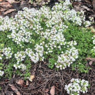 Тимьян Albiflorus