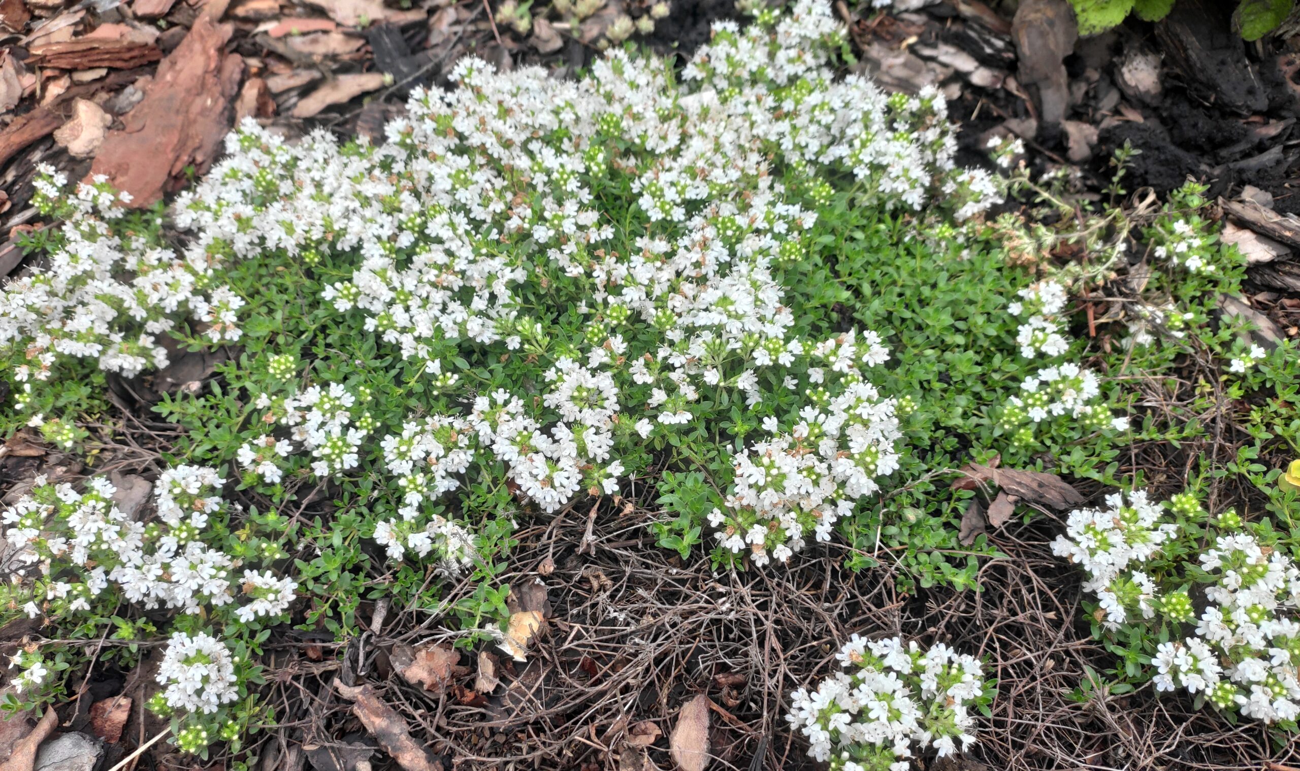 Тимьян Albiflorus