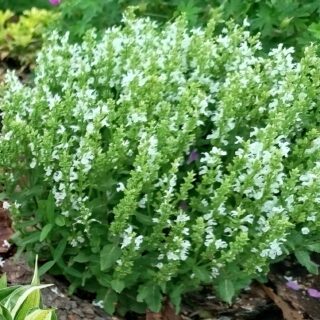 Шалфей дубравный Sensation Compact White