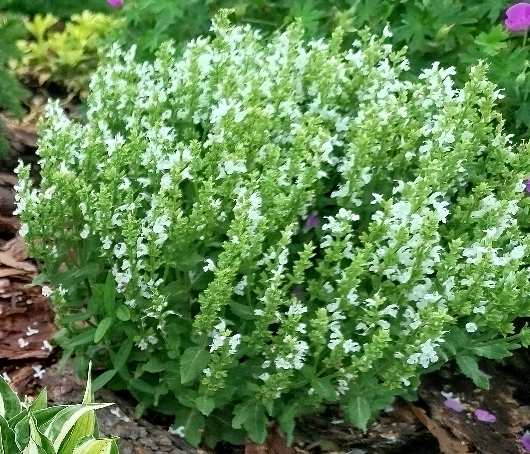 Шалфей дубравный Sensation Compact White