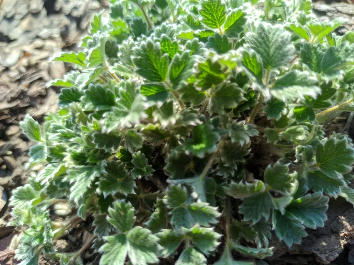 Лапчатка арктическая (Potentilla hyparctica) (семена) — изображение 3