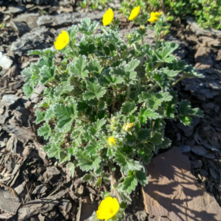 Лапчатка арктическая (Potentilla hyparctica) (семена)