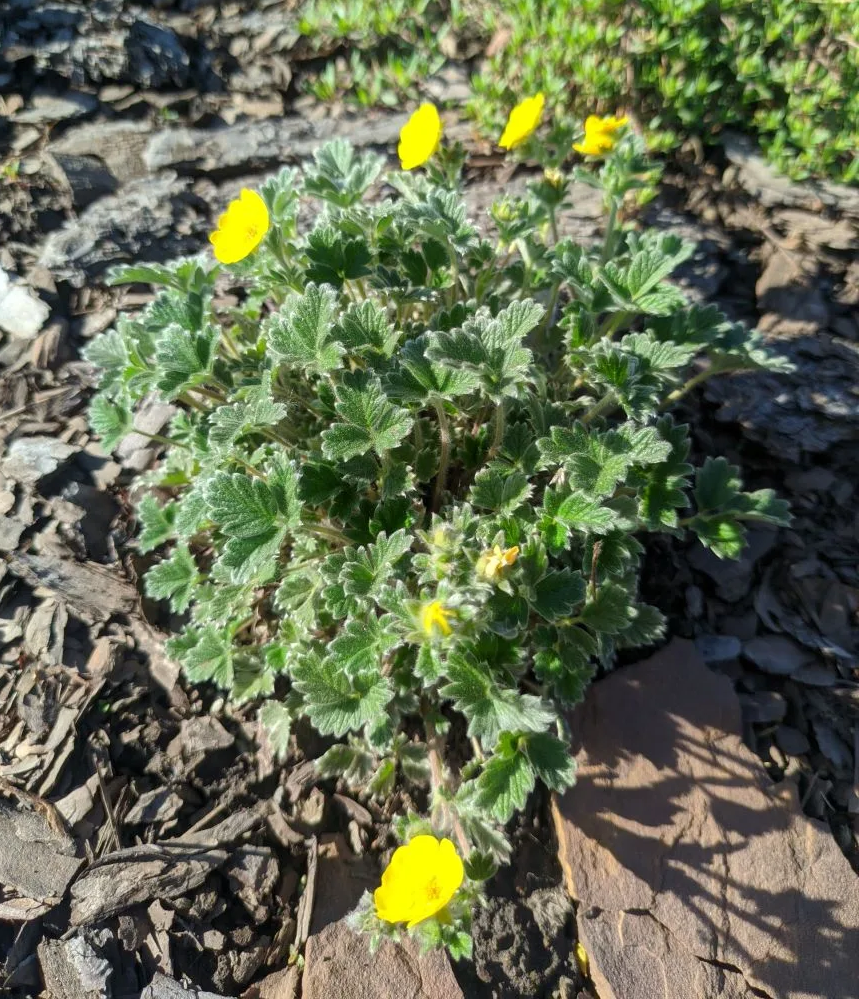 Лапчатка арктическая (Potentilla hyparctica) (семена)