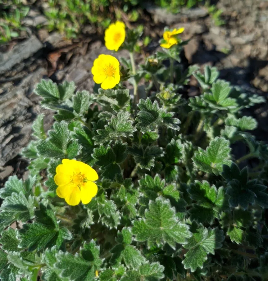 Лапчатка арктическая (Potentilla hyparctica) (семена) — изображение 2