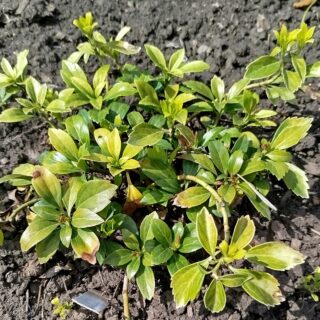 Пахизандра верхушечная Green Sheen