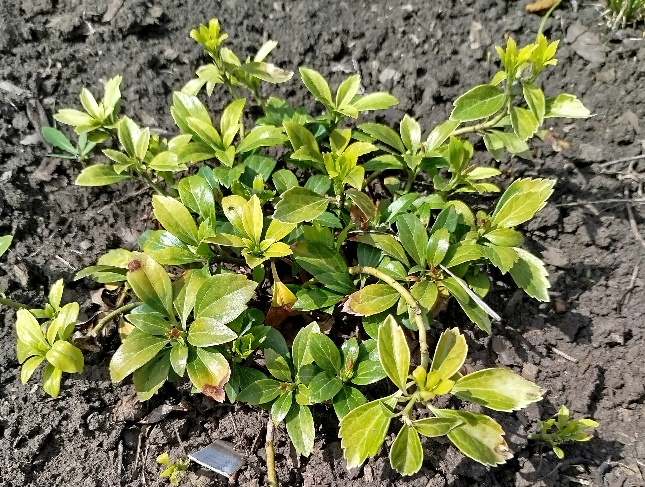 Пахизандра верхушечная Green Sheen