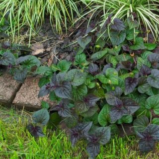 Фиалка лабрадорская purpurea