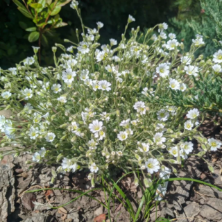 Ясколка альпийская вар. lanatum (Cerastium alpinum var. lanatum) или шерстистая