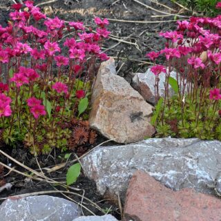 Камнеломка Alpino Early Rose