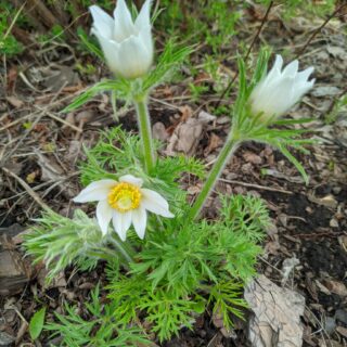 Прострел обыкновенный Pinwheel White (семена)