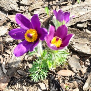 Прострел обыкновенный Pinwheel Blue Violet Shades (семена)