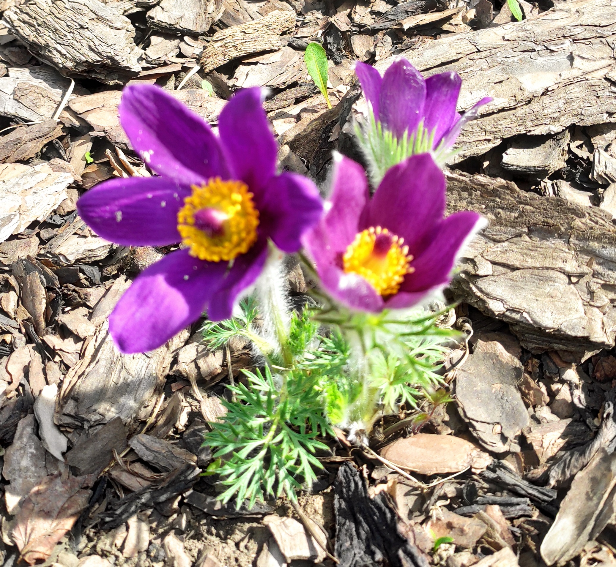 Прострел обыкновенный Pinwheel Blue Violet Shades (семена)
