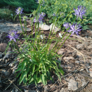Кольник Шейхцера (семена)