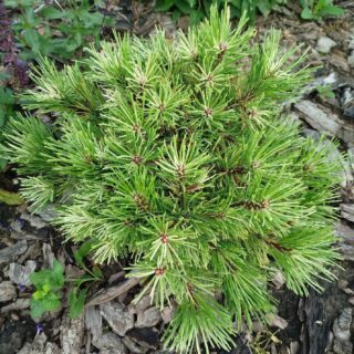 Pinus mugo Milky Way