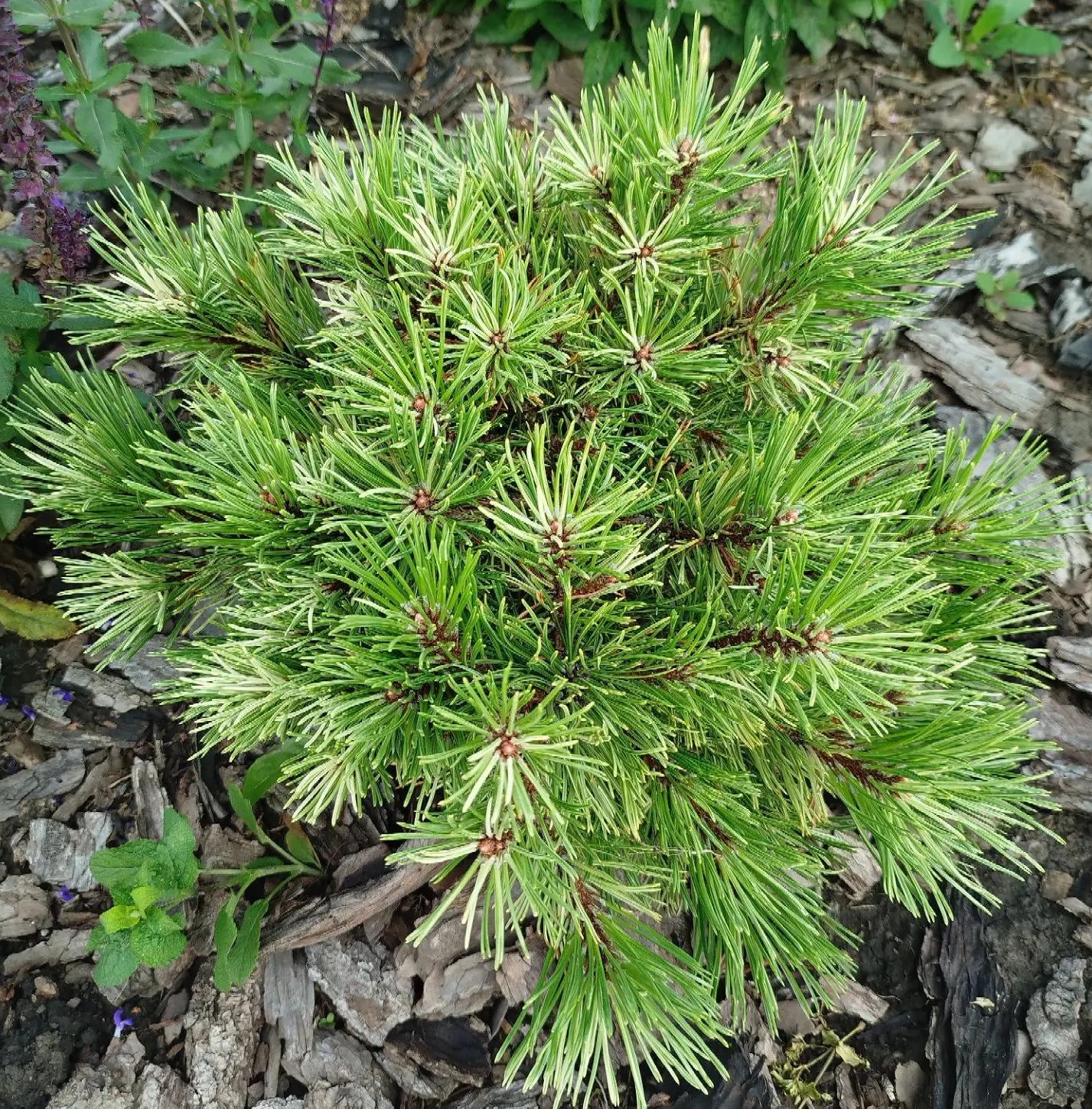 Pinus mugo Milky Way