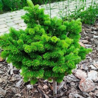 Abies sibirica Austerlits