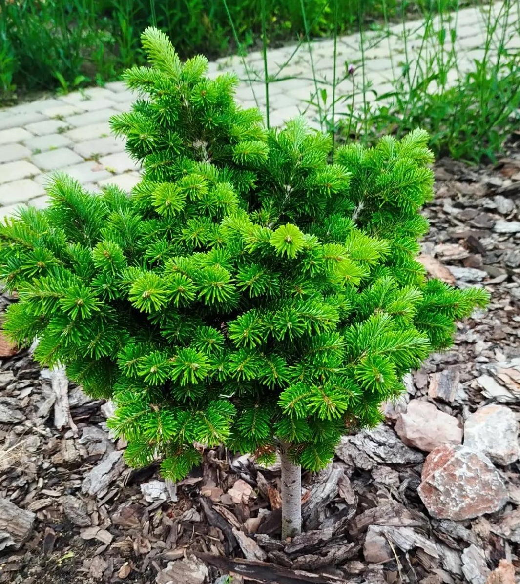Abies sibirica Austerlits