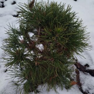 Pinus mugo Varella