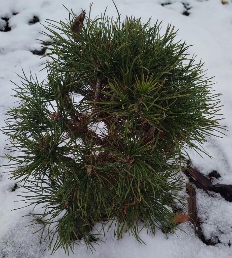 Pinus mugo Varella