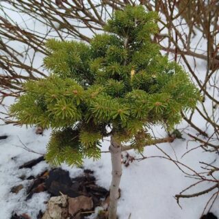 Abies sibirica Ландышевка