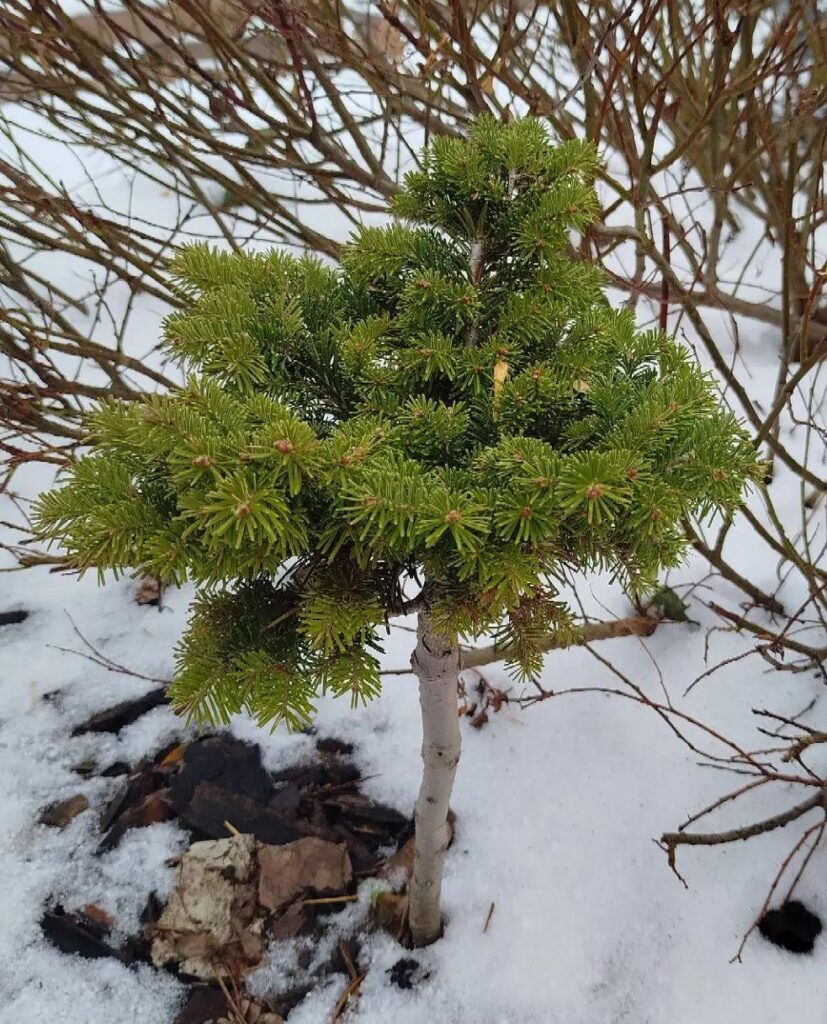 Abies sibirica Ландышевка