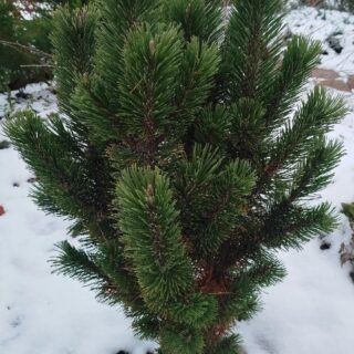 Pinus mugo Andrzej