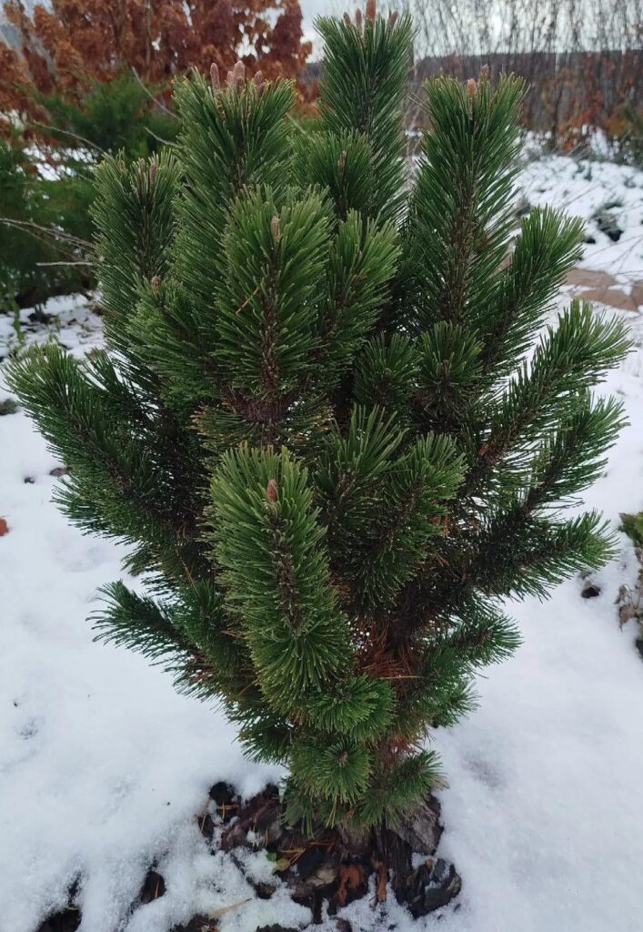 Pinus mugo Andrzej