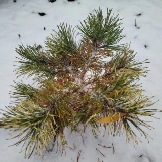 Pinus uncinata Billabong (Сосна крючковатая Биллабонг)