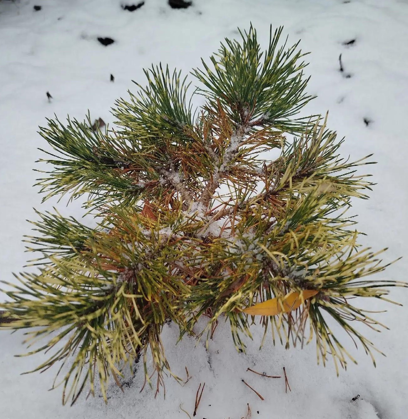 Pinus uncinata Billabong (Сосна крючковатая Биллабонг)