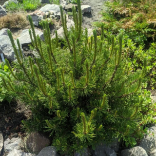 Pinus mugo Agatka