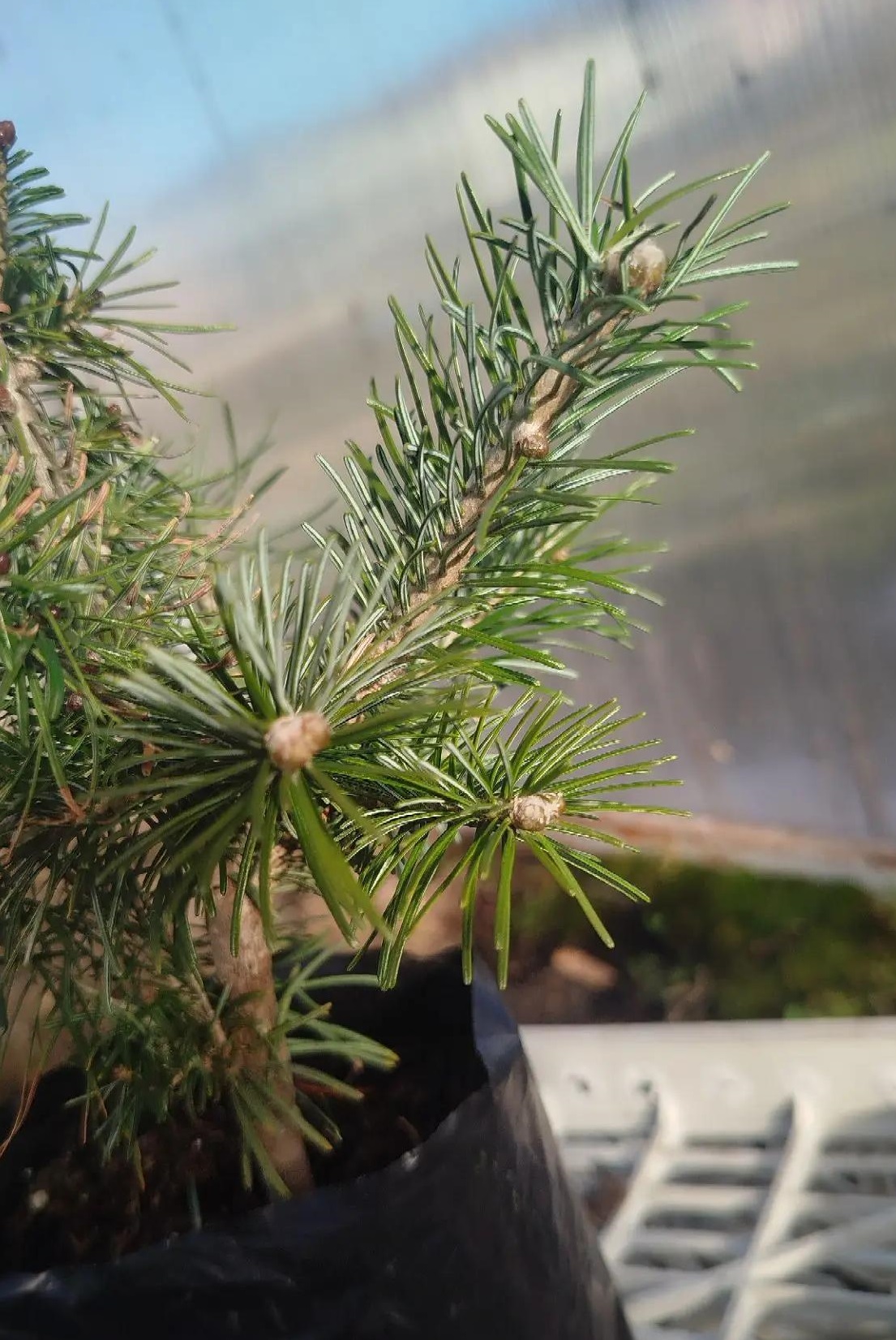 Abies sibirica Austerlits — изображение 2