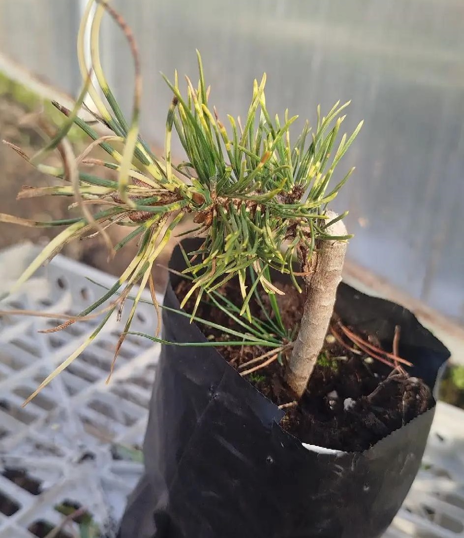 Pinus uncinata Billabong (Сосна крючковатая Биллабонг) — изображение 2