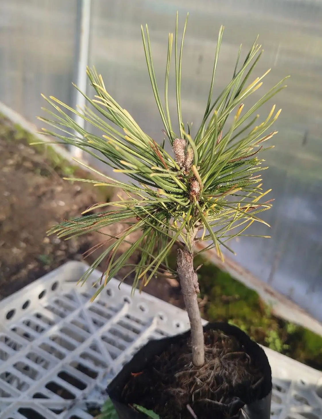 Pinus mugo Milky Way — изображение 2