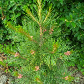 Pinus cembra Stricta