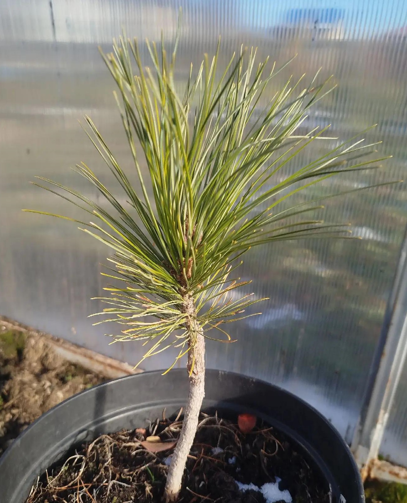 Pinus cembra Stricta — изображение 2