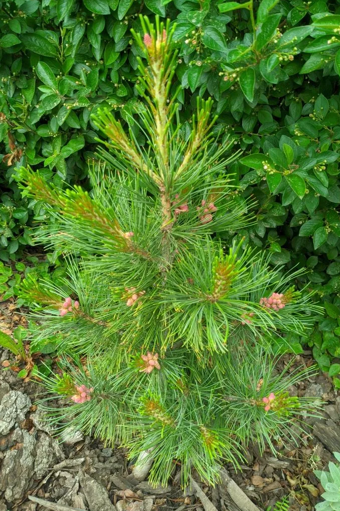 Pinus cembra Stricta